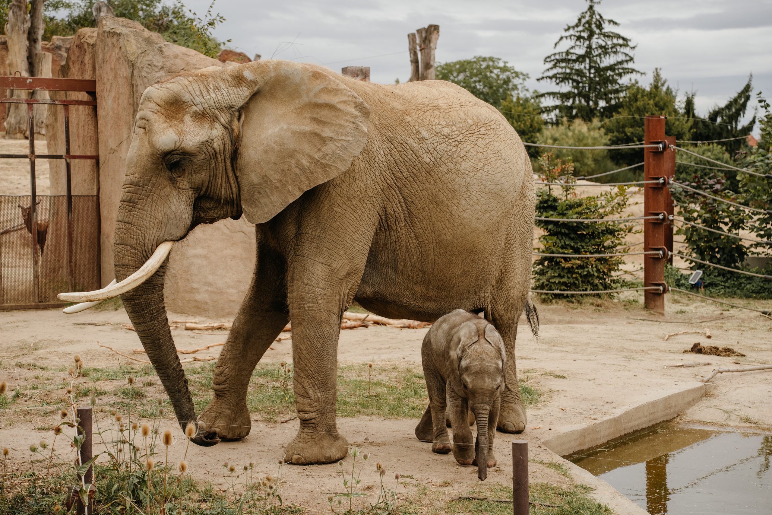 🐘 Elefanten in Bewegung